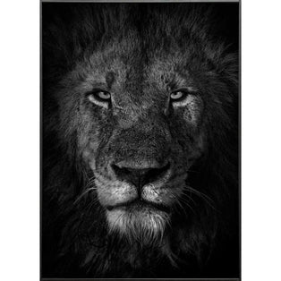 Mala Mala Black & White Lion Wall Art with Black Frame